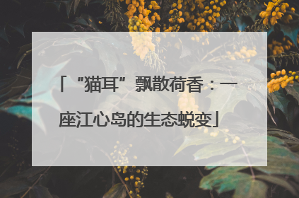 “猫耳”飘散荷香：一座江心岛的生态蜕变