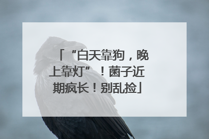 “白天靠狗，晚上靠灯”！菌子近期疯长！别乱捡