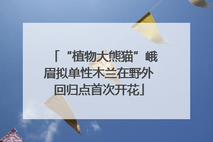 “植物大熊猫”峨眉拟单性木兰在野外回归点首次开花