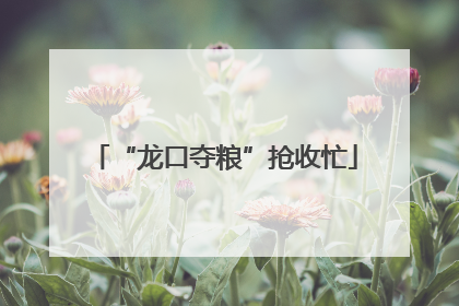 “龙口夺粮”抢收忙