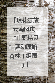 琼花绽放 云南凤庆“山野精灵”舞动原始森林（组图）