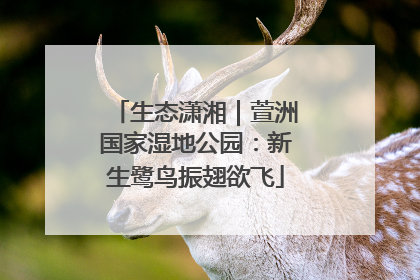生态潇湘｜萱洲国家湿地公园：新生鹭鸟振翅欲飞