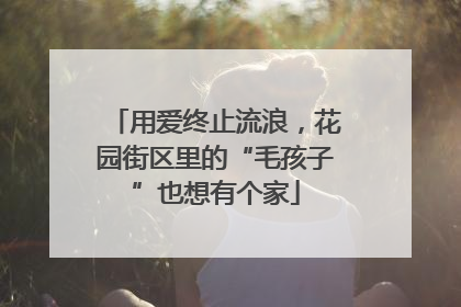 用爱终止流浪，花园街区里的“毛孩子”也想有个家