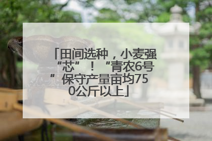 田间选种，小麦强“芯”！“青农6号”保守产量亩均750公斤以上