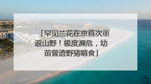 罕见兰花在京首次重返山野！极度濒危，幼苗曾遭野猪啃食