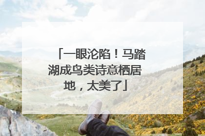 一眼沦陷！马踏湖成鸟类诗意栖居地，太美了