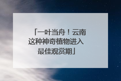 一叶当舟！云南这种神奇植物进入最佳观赏期