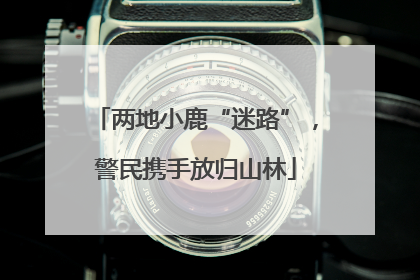 两地小鹿“迷路”，警民携手放归山林