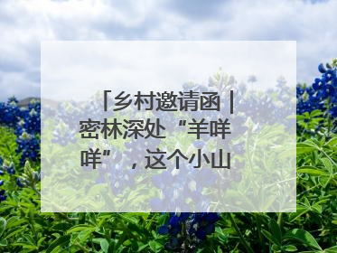 乡村邀请函｜密林深处“羊咩咩”，这个小山村如何逆袭？