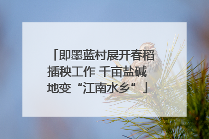 即墨蓝村展开春稻插秧工作 千亩盐碱地变“江南水乡”