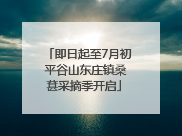 即日起至7月初 平谷山东庄镇桑葚采摘季开启