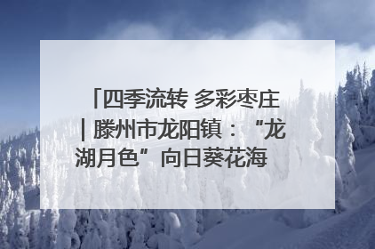 四季流转 多彩枣庄｜滕州市龙阳镇：“龙湖月色”向日葵花海 绘就乡村振兴新画卷