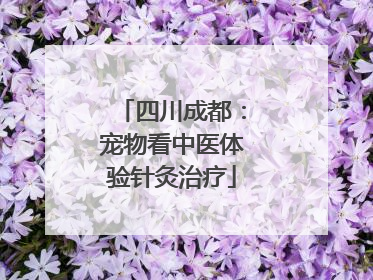 四川成都：宠物看中医体验针灸治疗