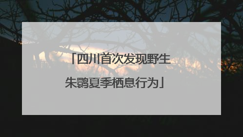 四川首次发现野生朱鹮夏季栖息行为
