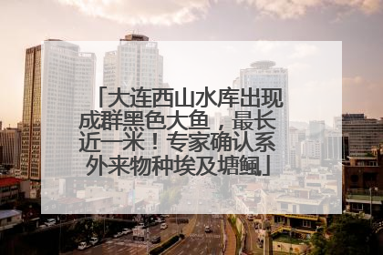 大连西山水库出现成群黑色大鱼，最长近一米！专家确认系外来物种埃及塘鲺