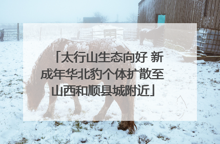 太行山生态向好 新成年华北豹个体扩散至山西和顺县城附近