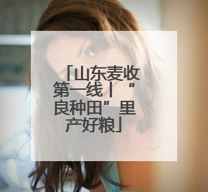 山东麦收第一线丨“良种田”里产好粮