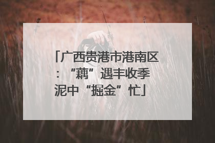 广西贵港市港南区：“藕”遇丰收季 泥中“掘金”忙