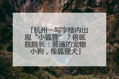杭州一写字楼内出现“小狐狸”？兽医院院长：普通的宠物小狗，像狐狸犬
