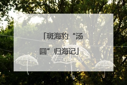 斑海豹“汤圆”归海记
