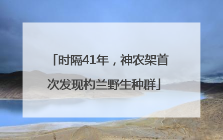 时隔41年，神农架首次发现杓兰野生种群
