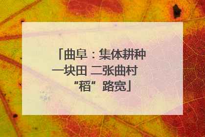 曲阜：集体耕种一块田 二张曲村“稻”路宽