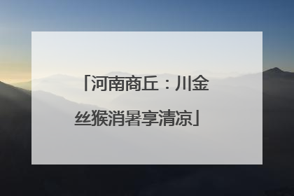 河南商丘：川金丝猴消暑享清凉