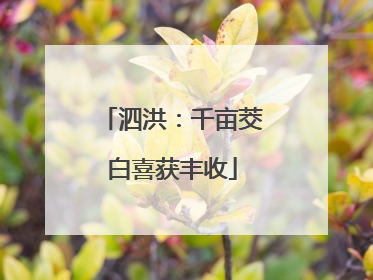 泗洪：千亩茭白喜获丰收