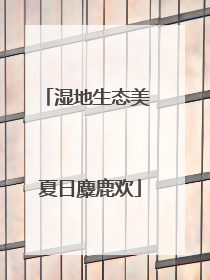 湿地生态美 夏日麋鹿欢