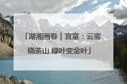 湖湘画卷｜宜章：云雾绕茶山 绿叶变金叶
