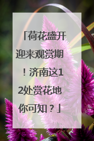 荷花盛开迎来观赏期！济南这12处赏花地你可知？
