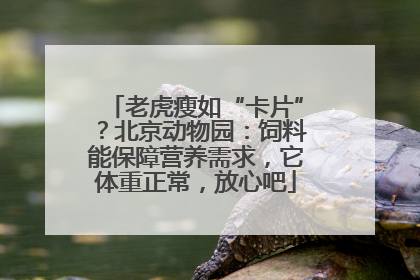 老虎瘦如“卡片”？北京动物园：饲料能保障营养需求，它体重正常，放心吧
