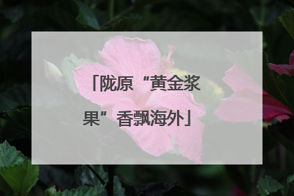 陇原“黄金浆果”香飘海外