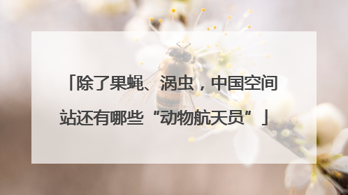 除了果蝇、涡虫，中国空间站还有哪些“动物航天员”