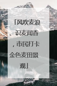风吹麦浪、识麦闻香，市民打卡金色麦田景观