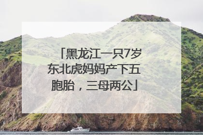 黑龙江一只7岁东北虎妈妈产下五胞胎，三母两公
