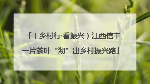 （乡村行·看振兴）江西信丰一片茶叶“沏”出乡村振兴路