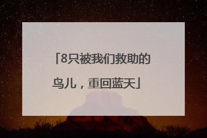 8只被我们救助的鸟儿，重回蓝天